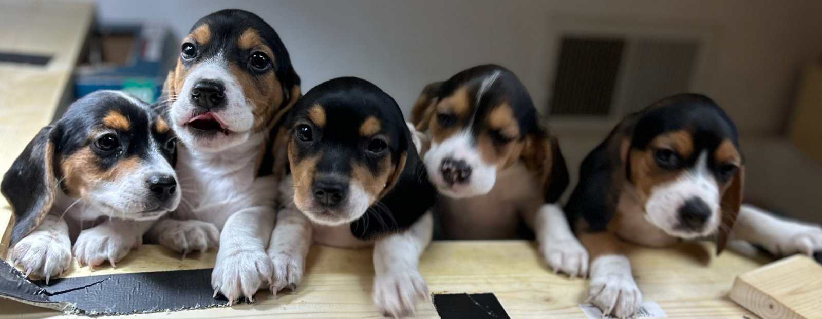Beagle puppies (Michigan area) before Christmas image 2