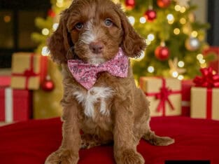 SALLY CHRISTMAS PUPPY!