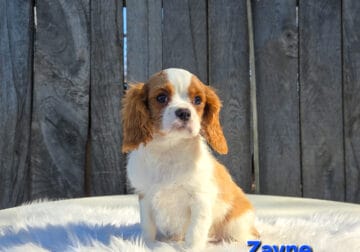 Red &white Cavalier king Charles spaniel puppies.