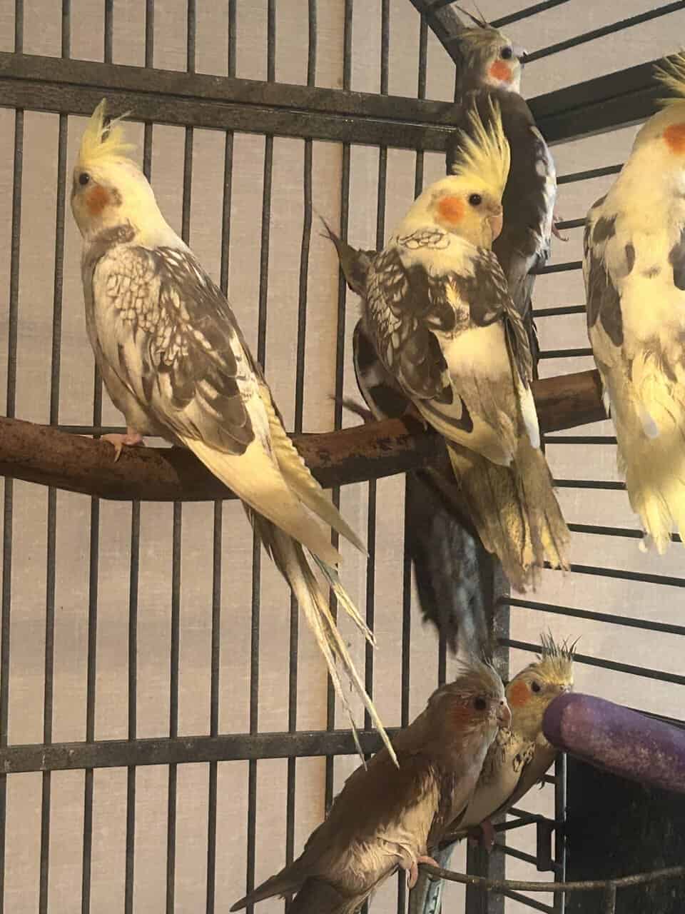 Cockatiel for sale image 1