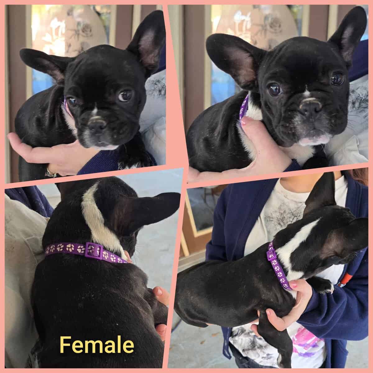 French bulldog puppies Ozark, AL image 4