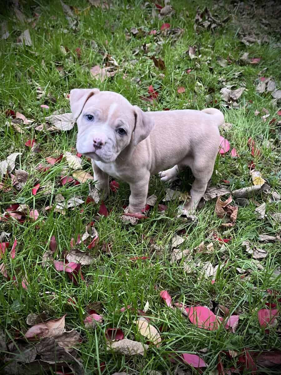 Princess (Champion Bloodline) image 1
