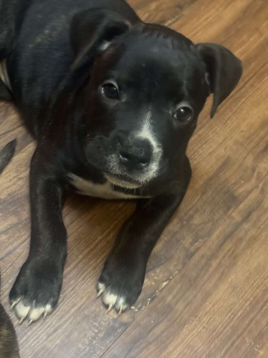 Pitbull Puppies image 13