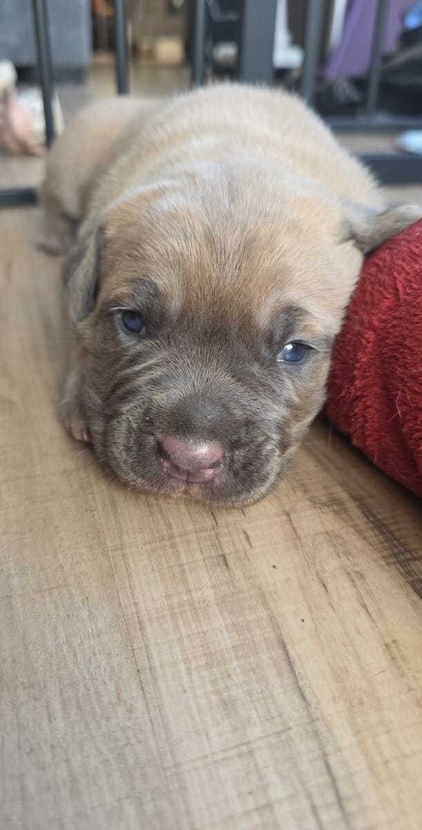 PURE CANE CORSO PUPS🐾 image 5