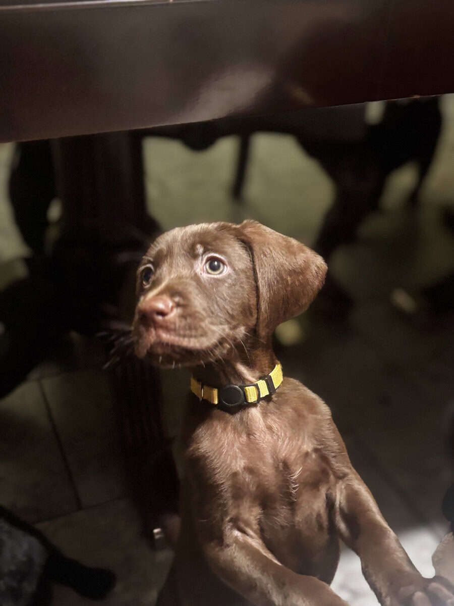 puppies looking for homes image 3