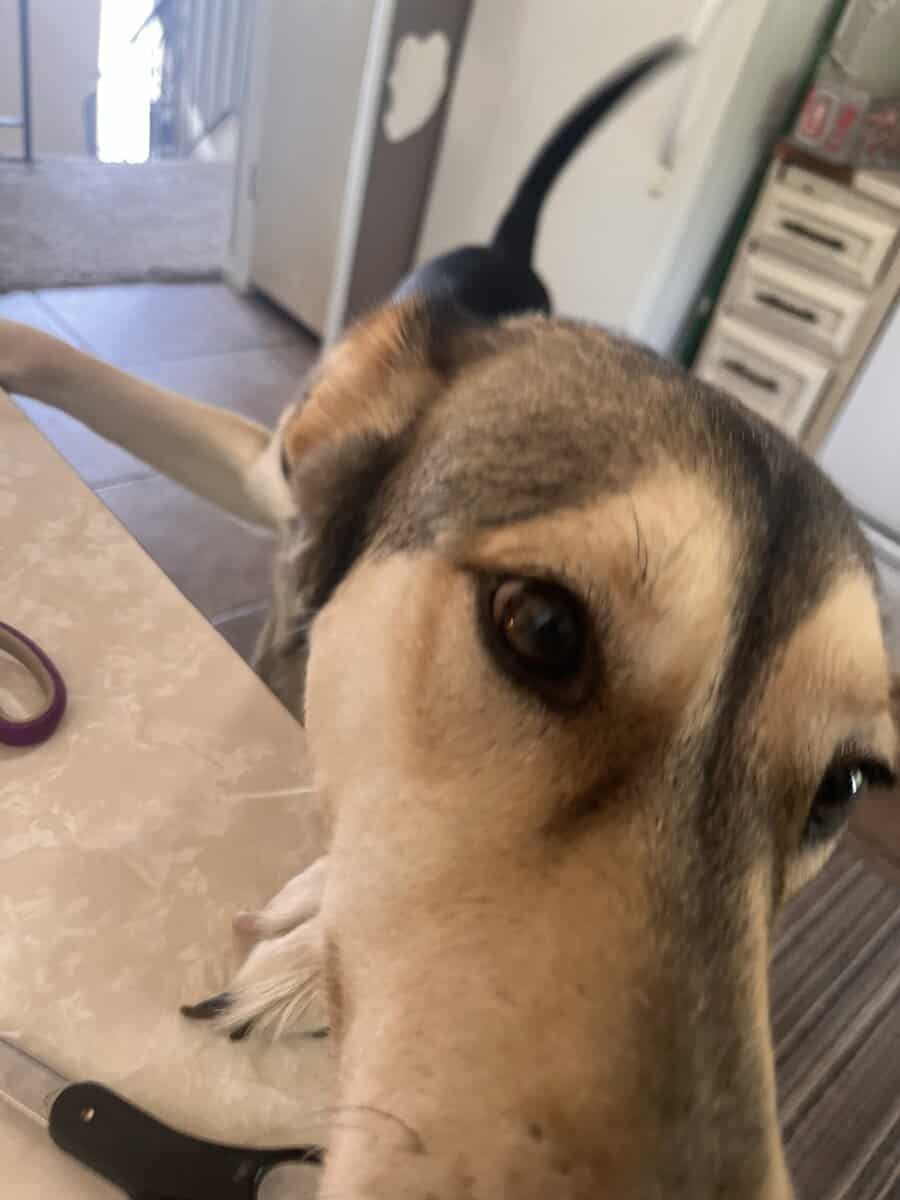 Huskey / German shepherd mix image 5