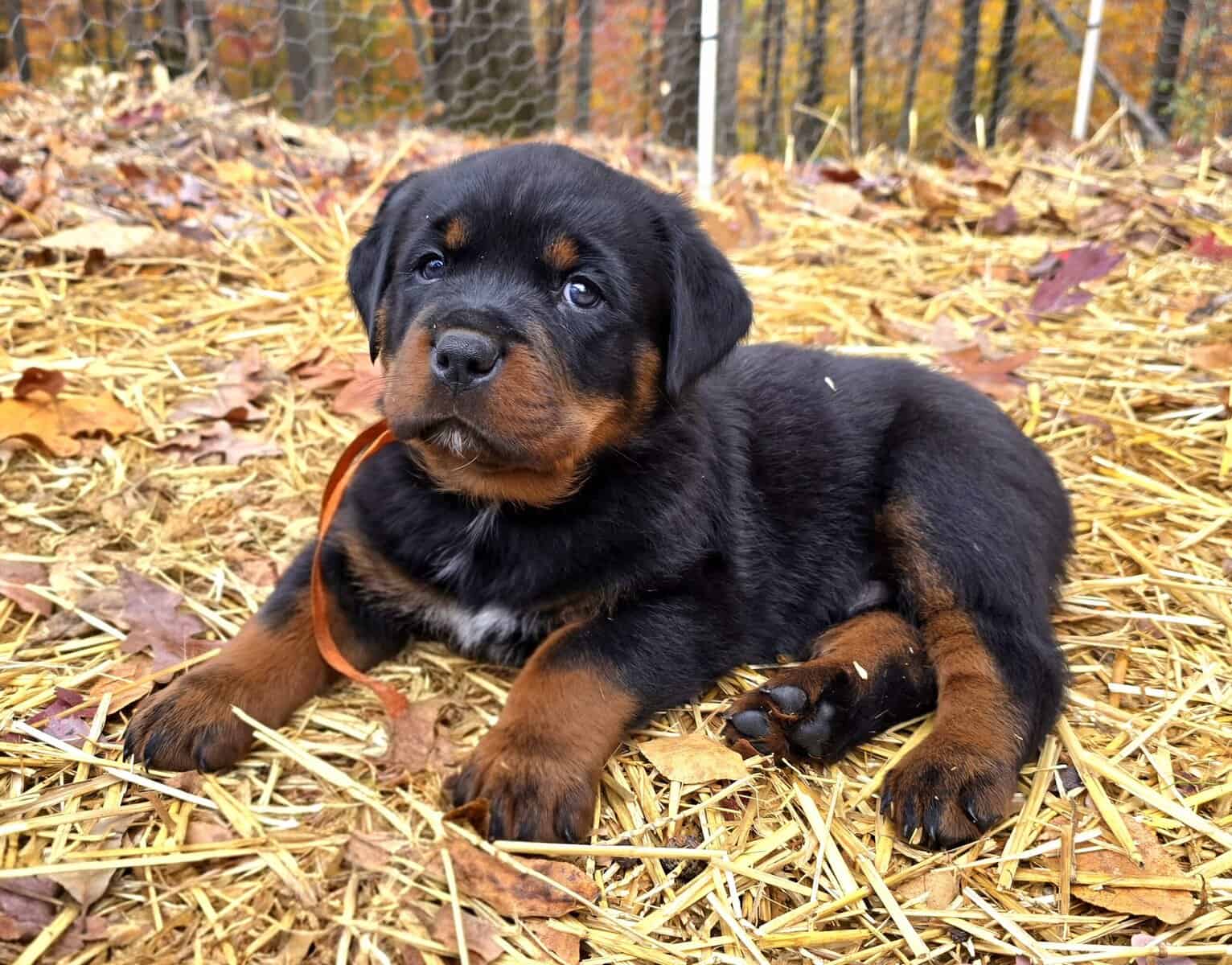 Rottweiler Puppies image 6