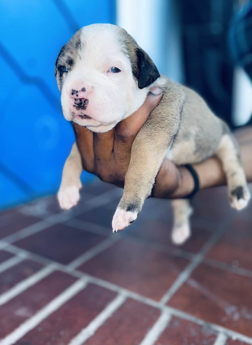 Merle American Bully Puppies for sale image 3