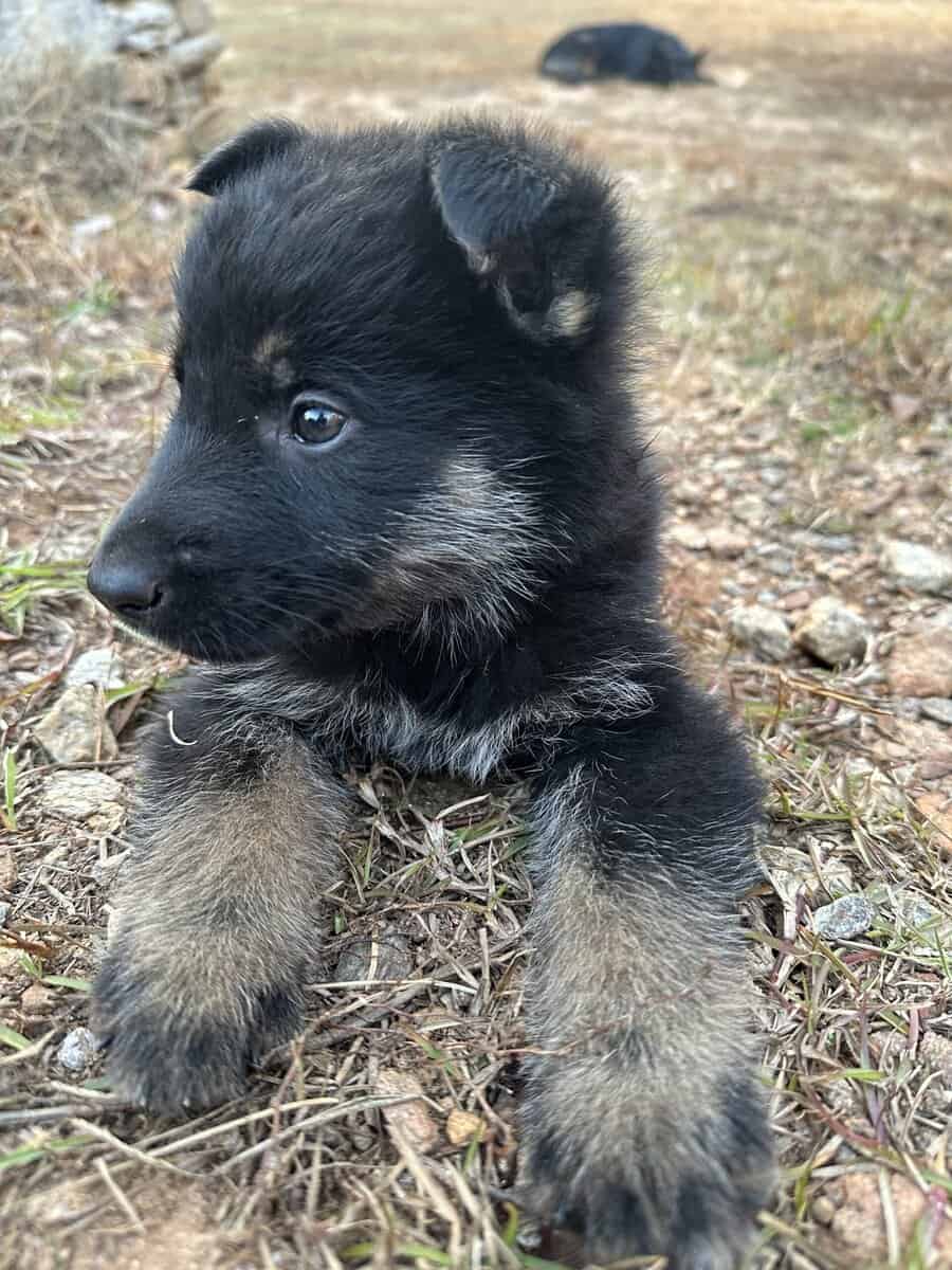 Still available - Purebred German Shepherd Puppies image 8