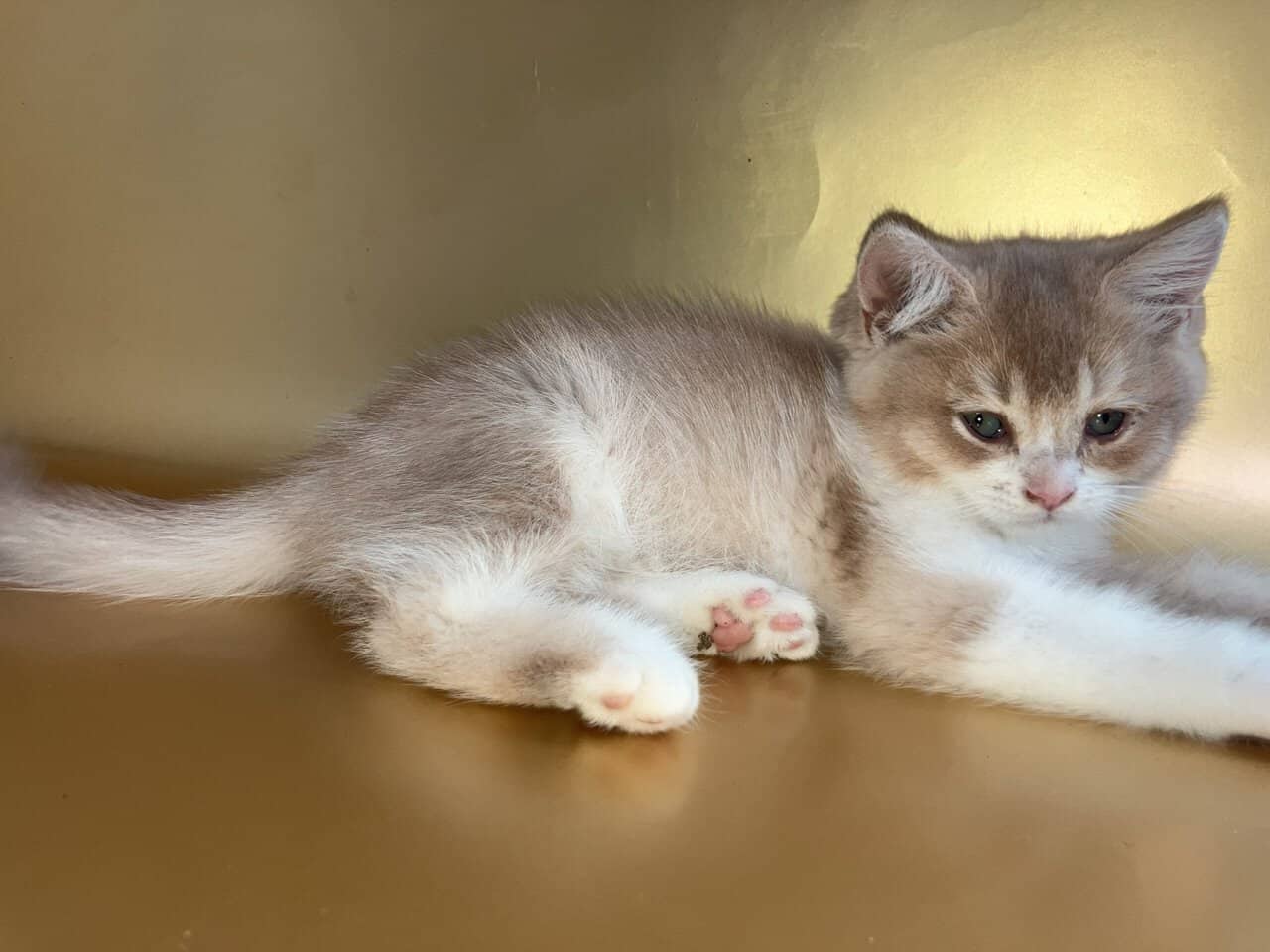 Bicolor Fawn British shorthair male image 4