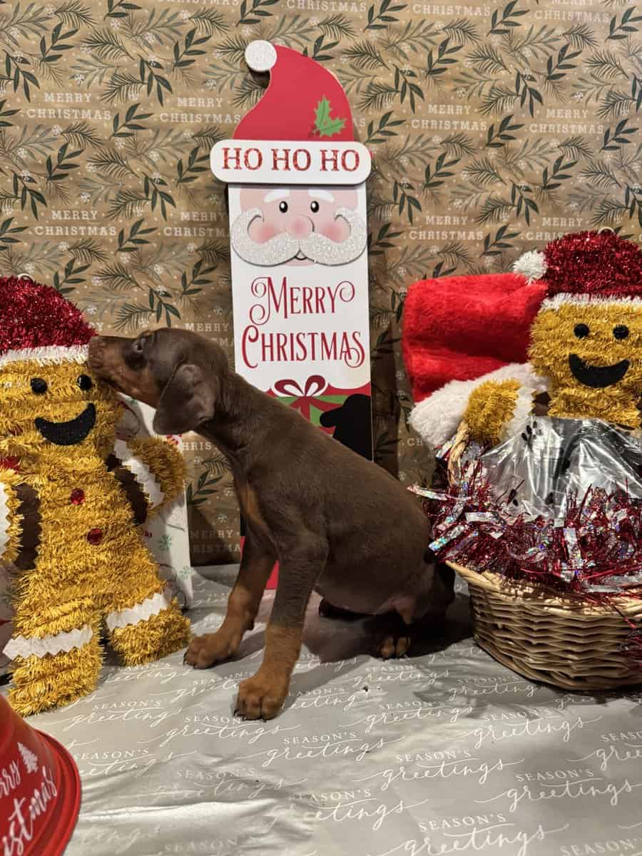 Doberman puppies image 7