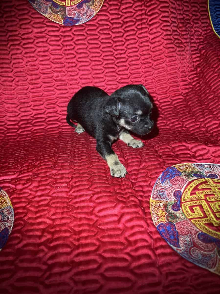 Chihuahua Puppies image 1