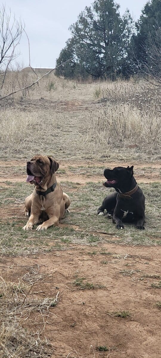 CCC's Kennel Cane Corso Puppies image 2