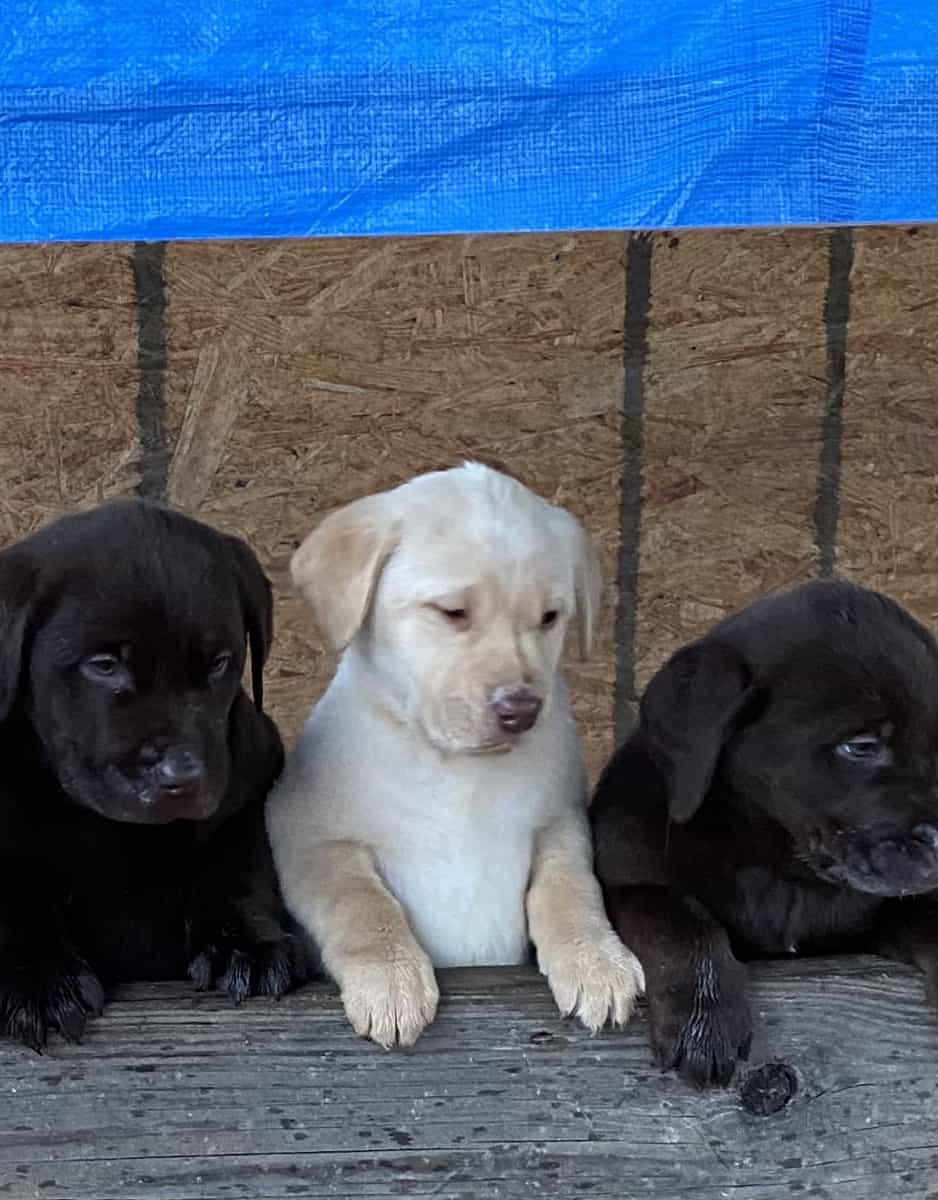 AKC LABRADOR PUPPIES image 2