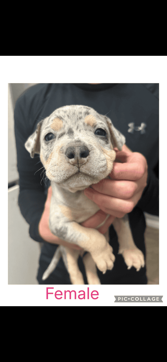 American Bullies image 5