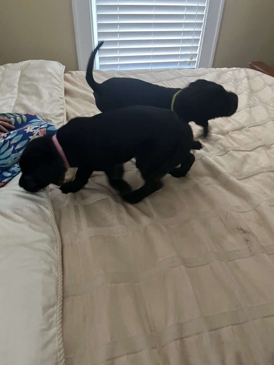Mastador Puppies For Sale image 10