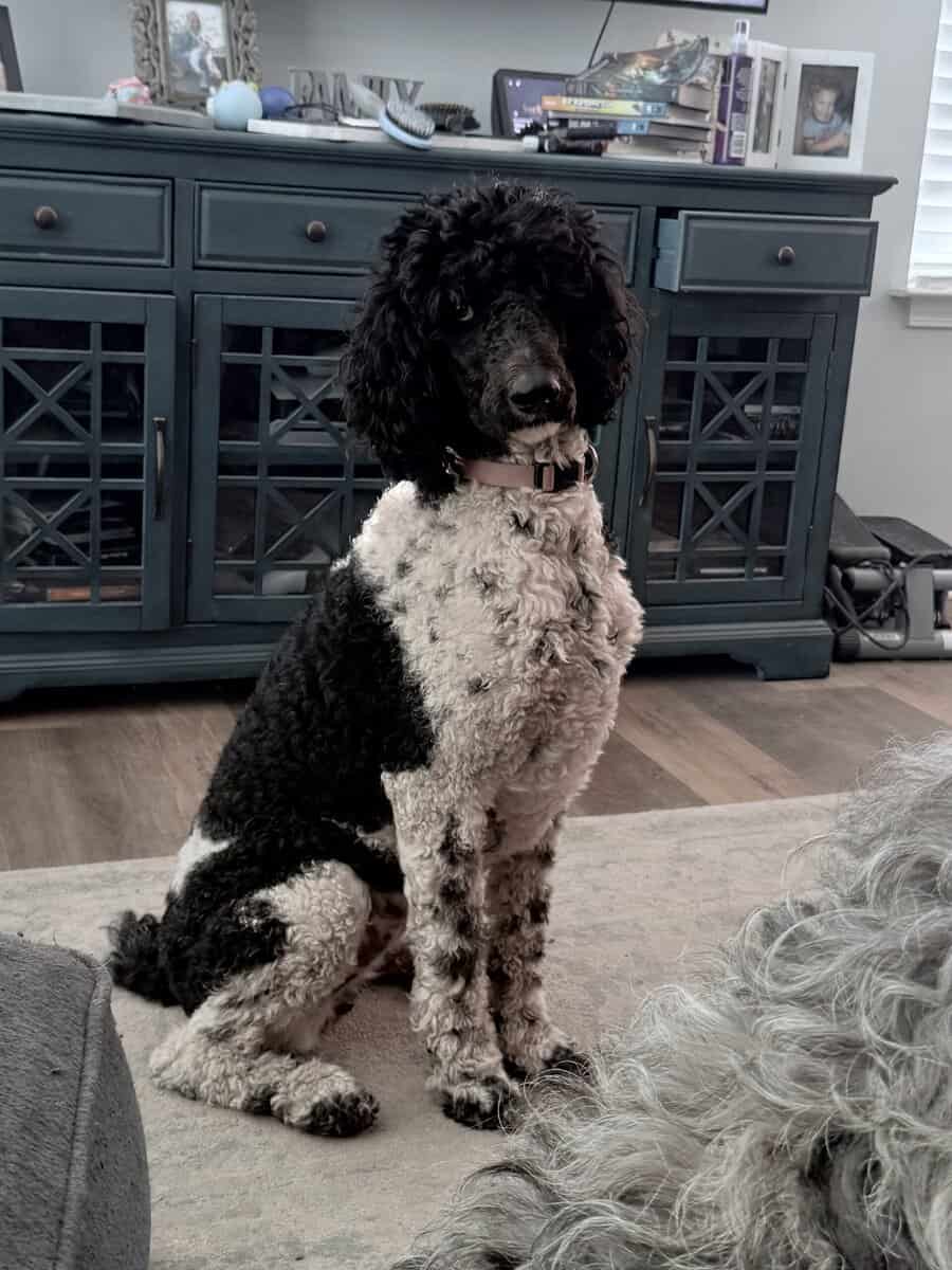Labradoodle puppies coming soon image 1