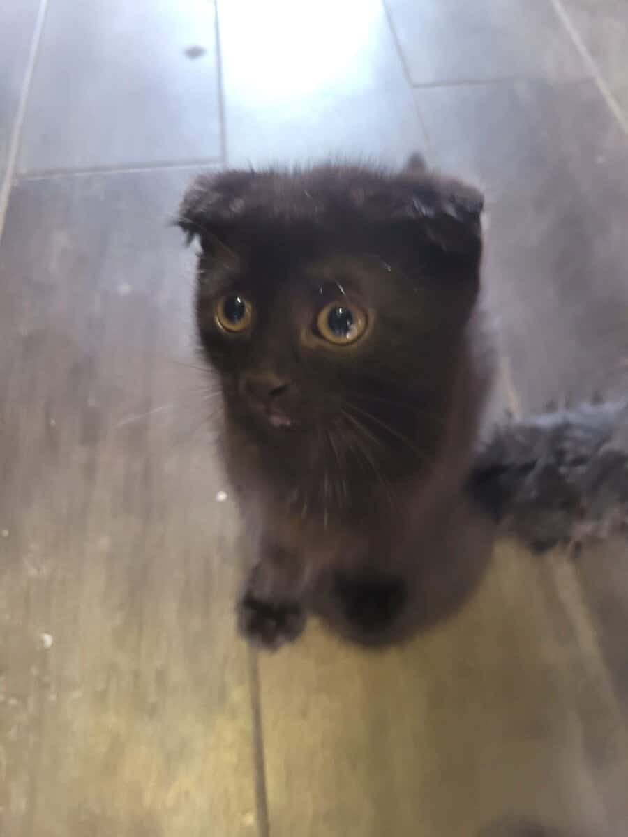 Scottish Fold kitten image 3