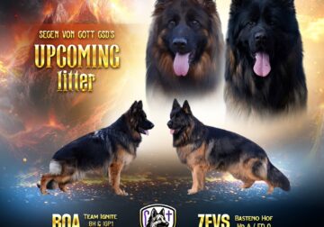 Import German Shepherd puppies 2 males available