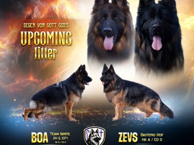 Import German Shepherd puppies 2 males ava  ...