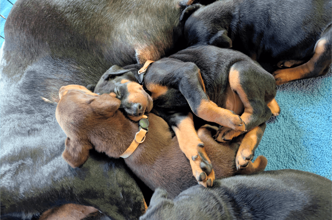 Doberman puppy male image 3