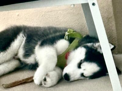 Purebred Siberian Husky – Male, 3 Months Old – Blu