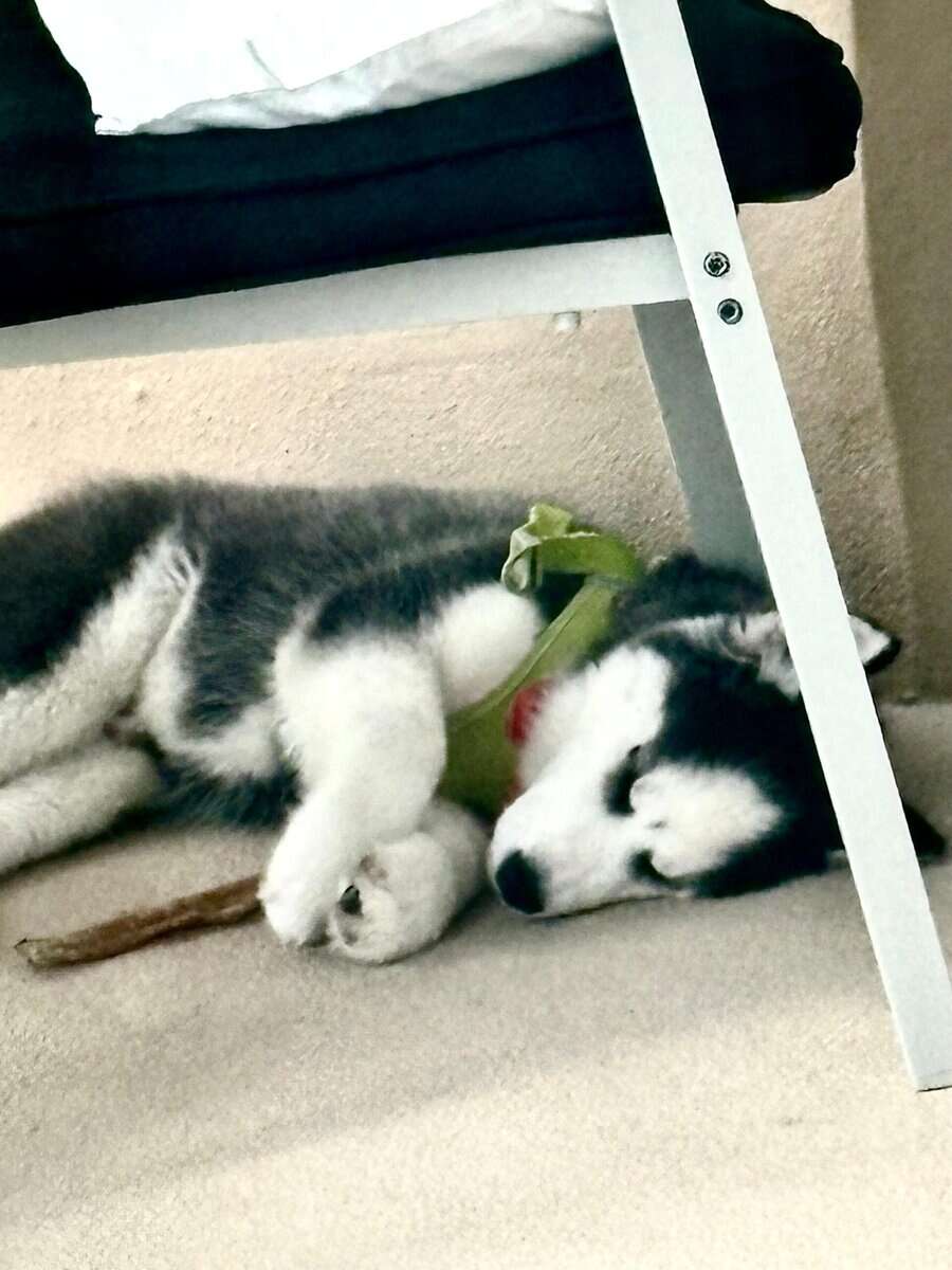 Purebred Siberian Husky – Male, 3 Months Old – Blu image 1