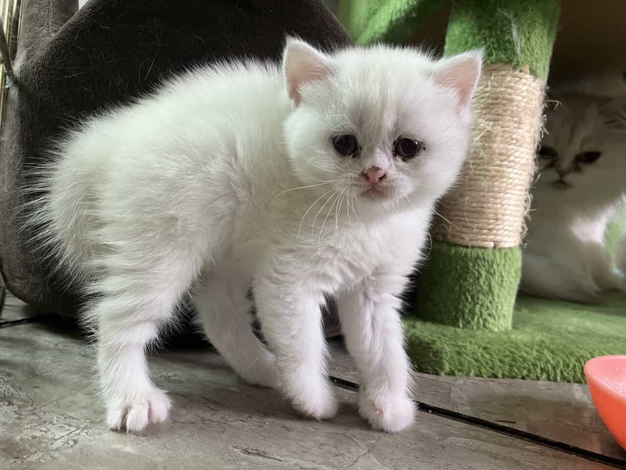 Silver chinchilla British shorthair female wcf image 9
