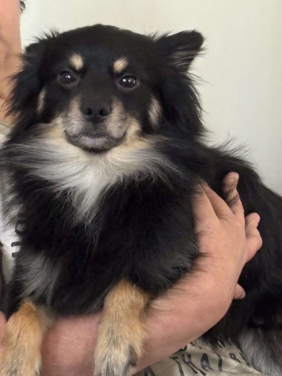 German Spitz ‘Enzo’ image 2