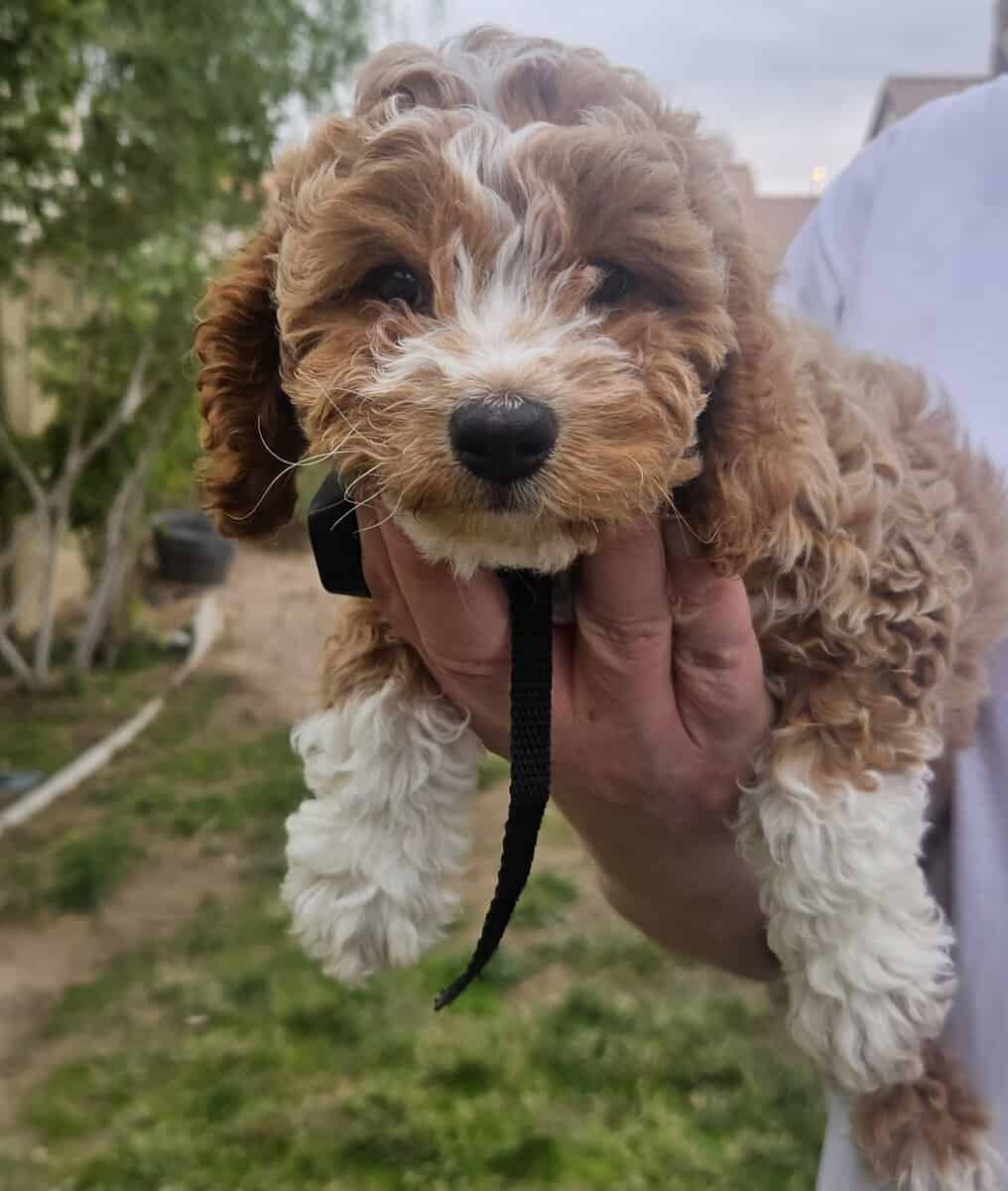 Cavapoochon puppy Rosemary (purple) image 1