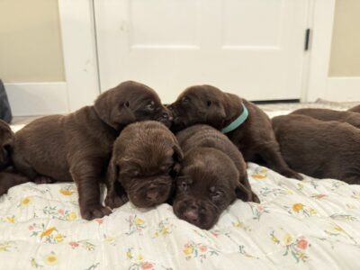 AKC Registered Purebred Chocolate Labs
