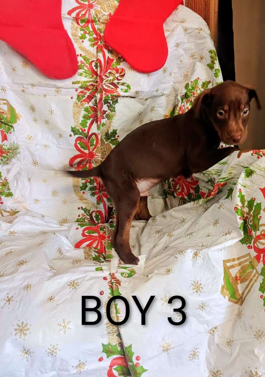Doberman/staffordshire terrior image 4