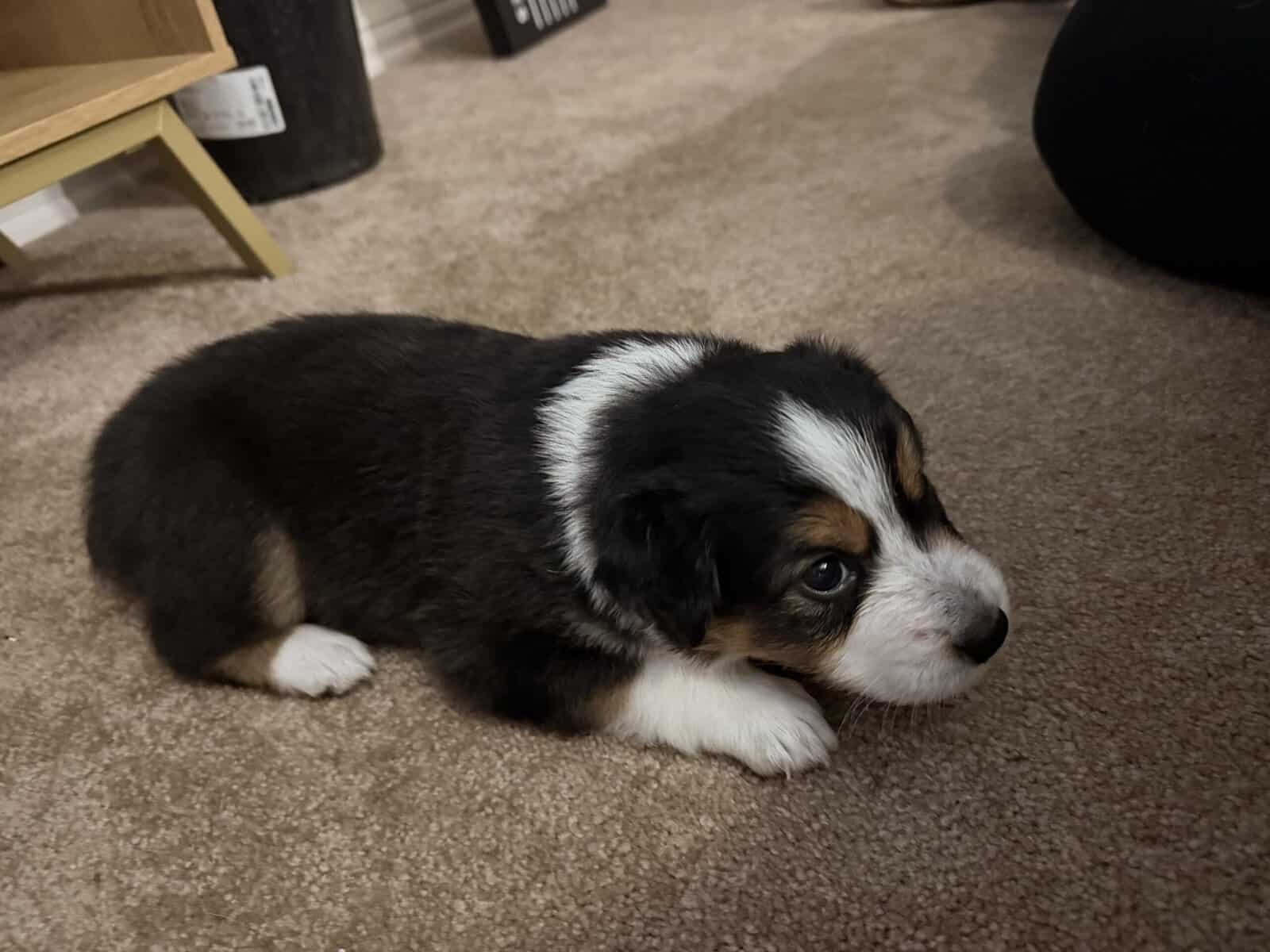 Aussie puppies for Christmas image 2
