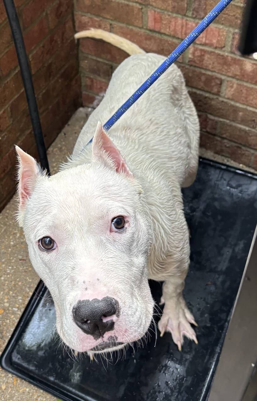 1 year old male dogo image 1