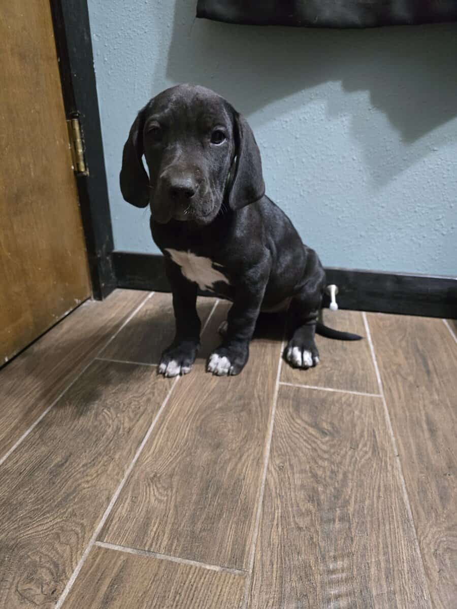 Great Dane puppies image 1
