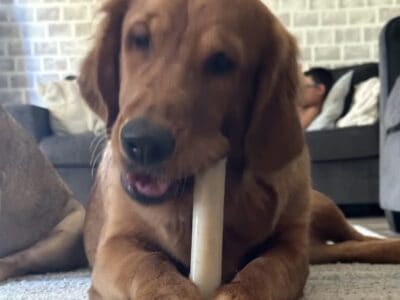 GOLDEN RETRIEVER FOR SALE