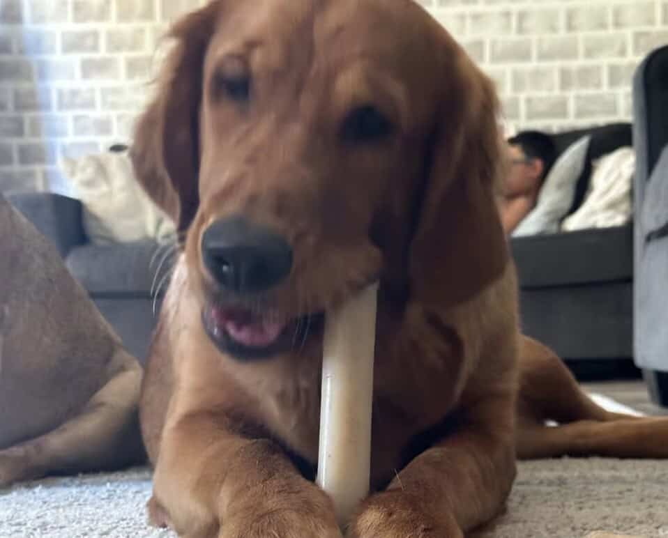 GOLDEN RETRIEVER FOR SALE image 1