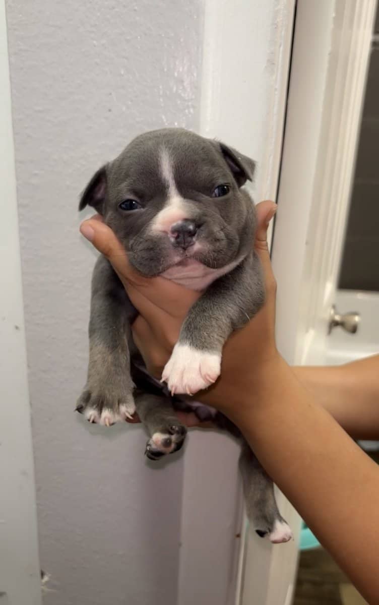 Frenchie Pocket image 1