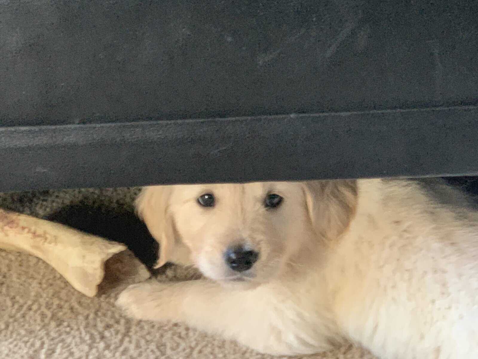 Golden Retriever Puppies image 2
