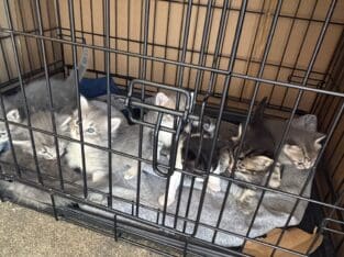 Cats available for adoption