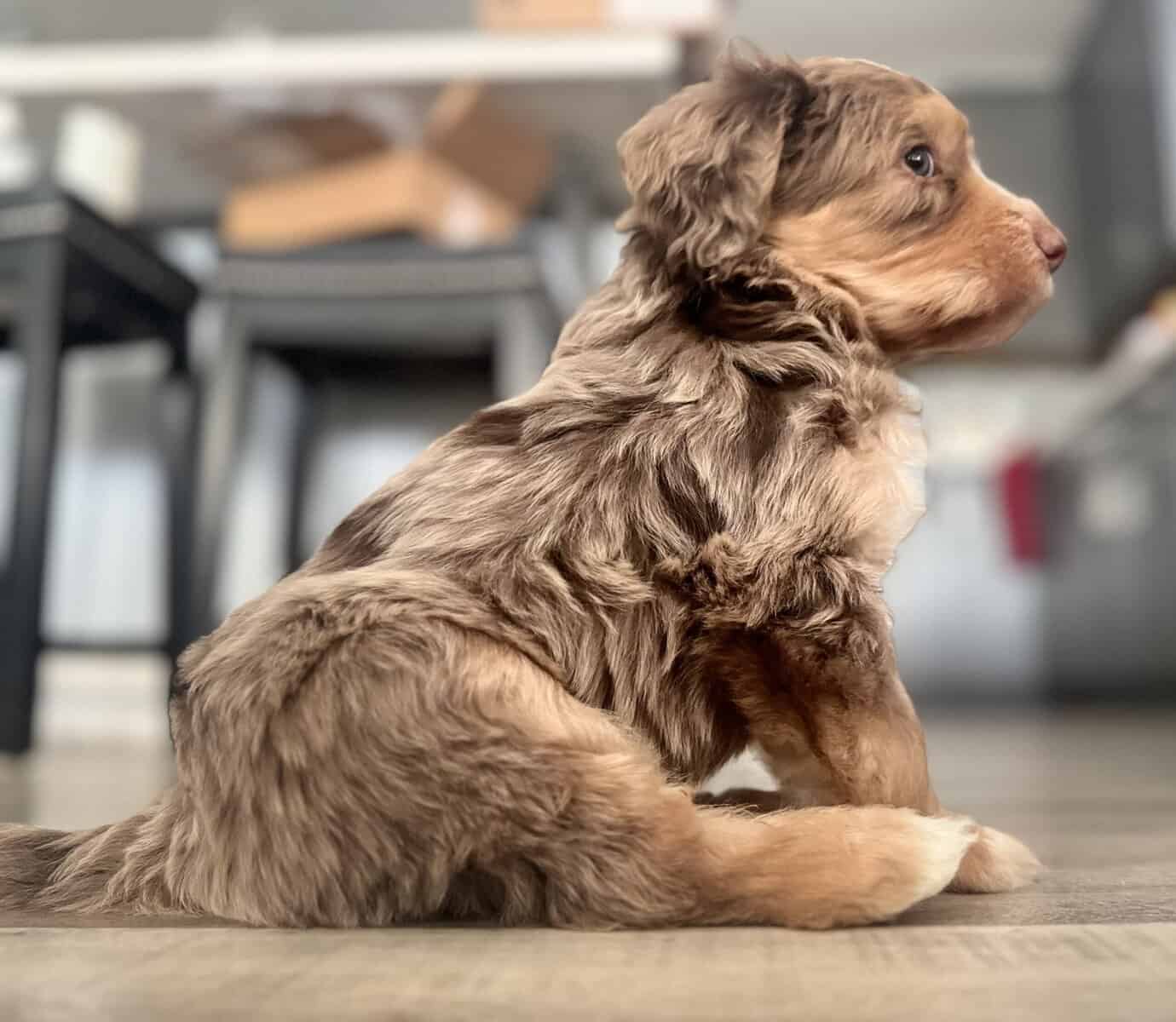 Bernedoodle puppy male image 3