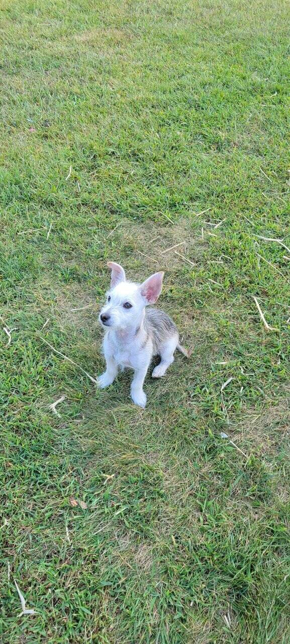Puppy image 2
