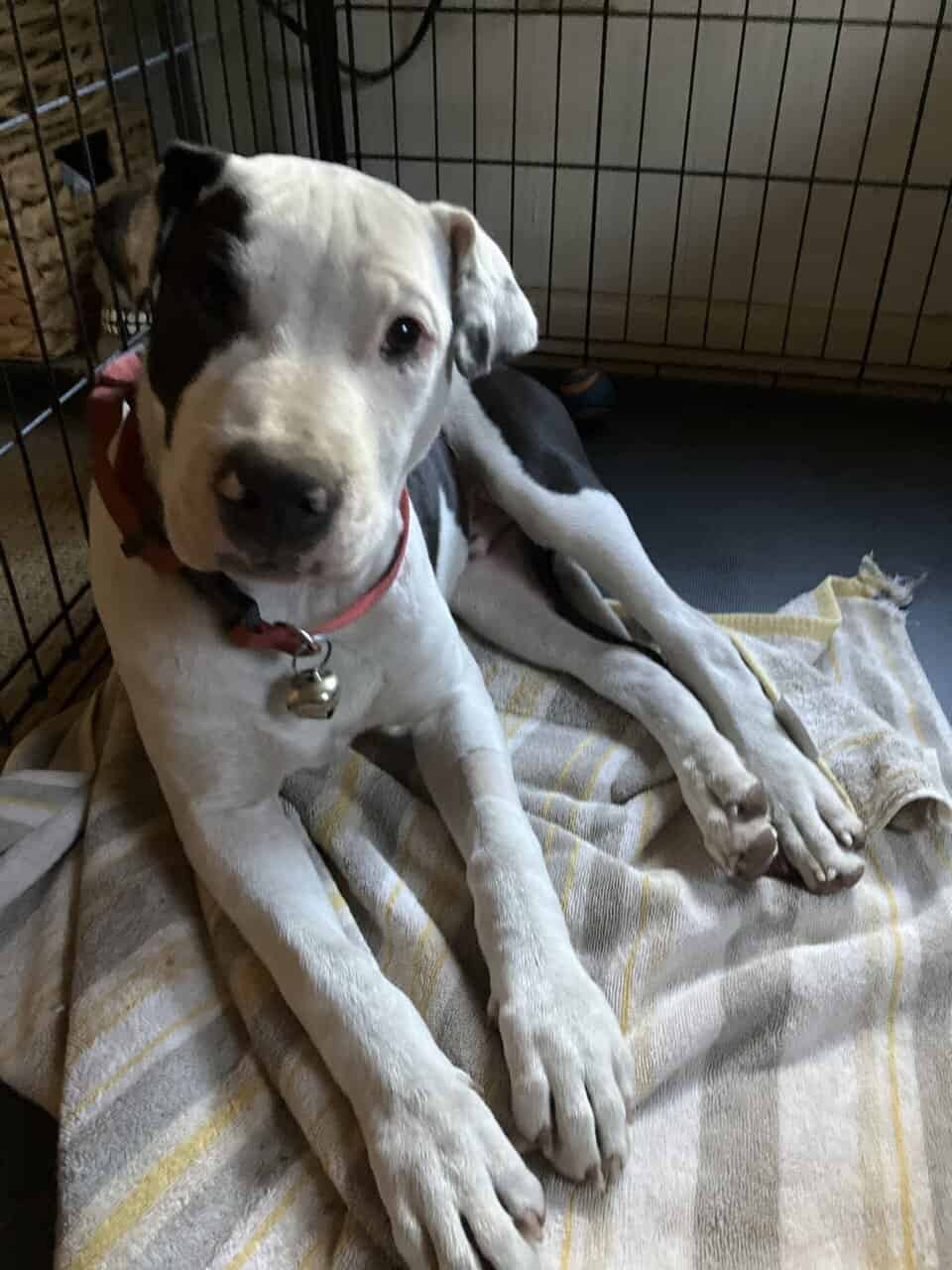 5-month-old Terrier-mix Pup image 2