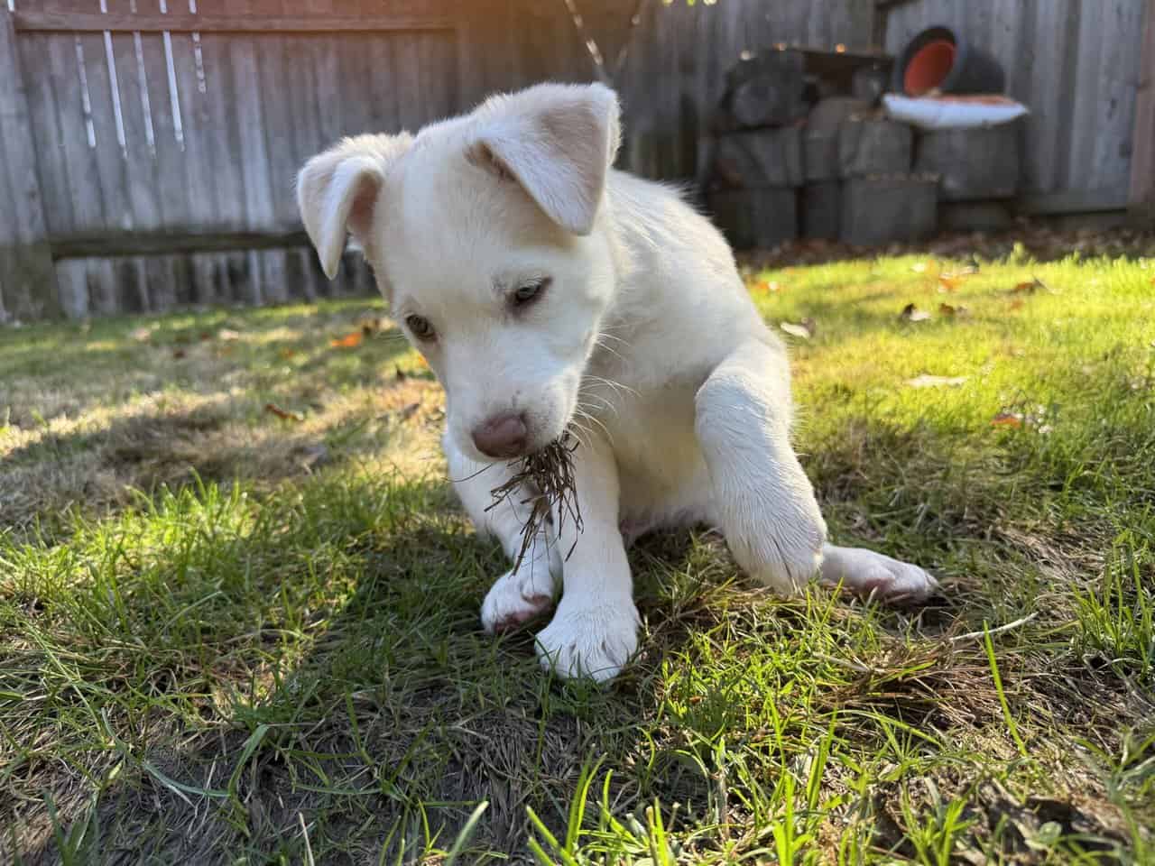 Puppy for sell image 3