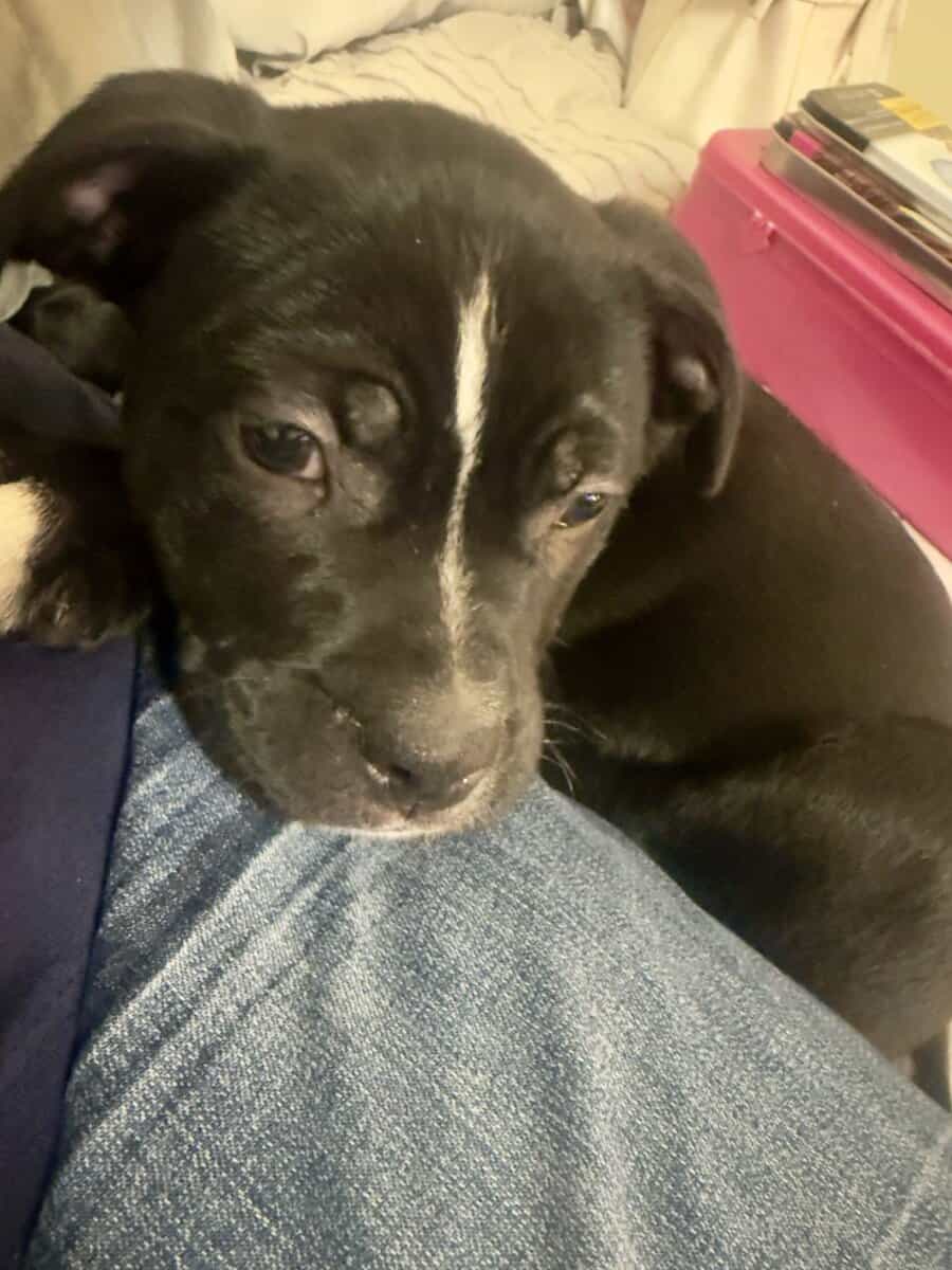🐾 Lab Mix Puppy — 13 Weeks Old image 1