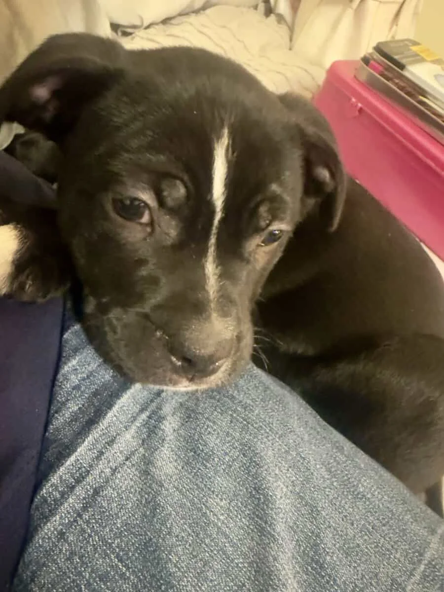 🐾 Lab Mix Puppy — 13 Weeks Old | PetClassifieds.com - petclassifieds