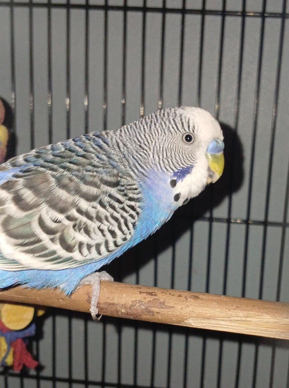 4 Dark blue friendly male budgies (35 ea.) image 3