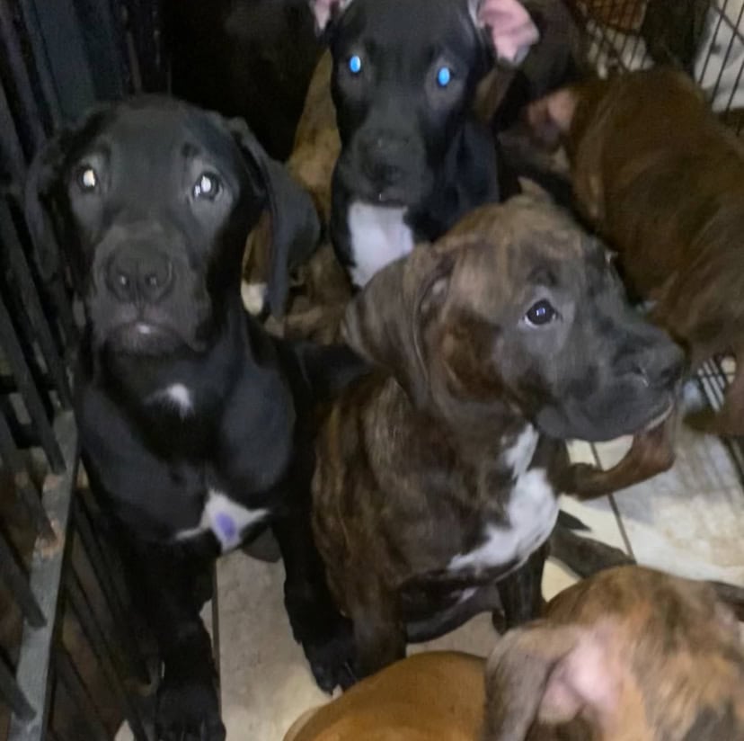 Mastiff black and brindle coat puppy image 1