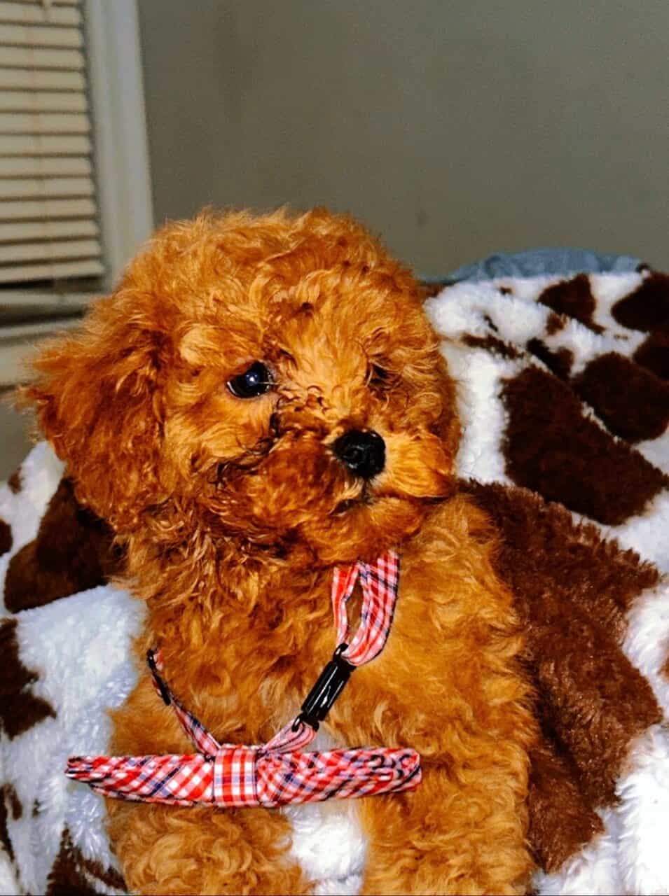 Cavapoo puppies! Ready for you to love! image 10