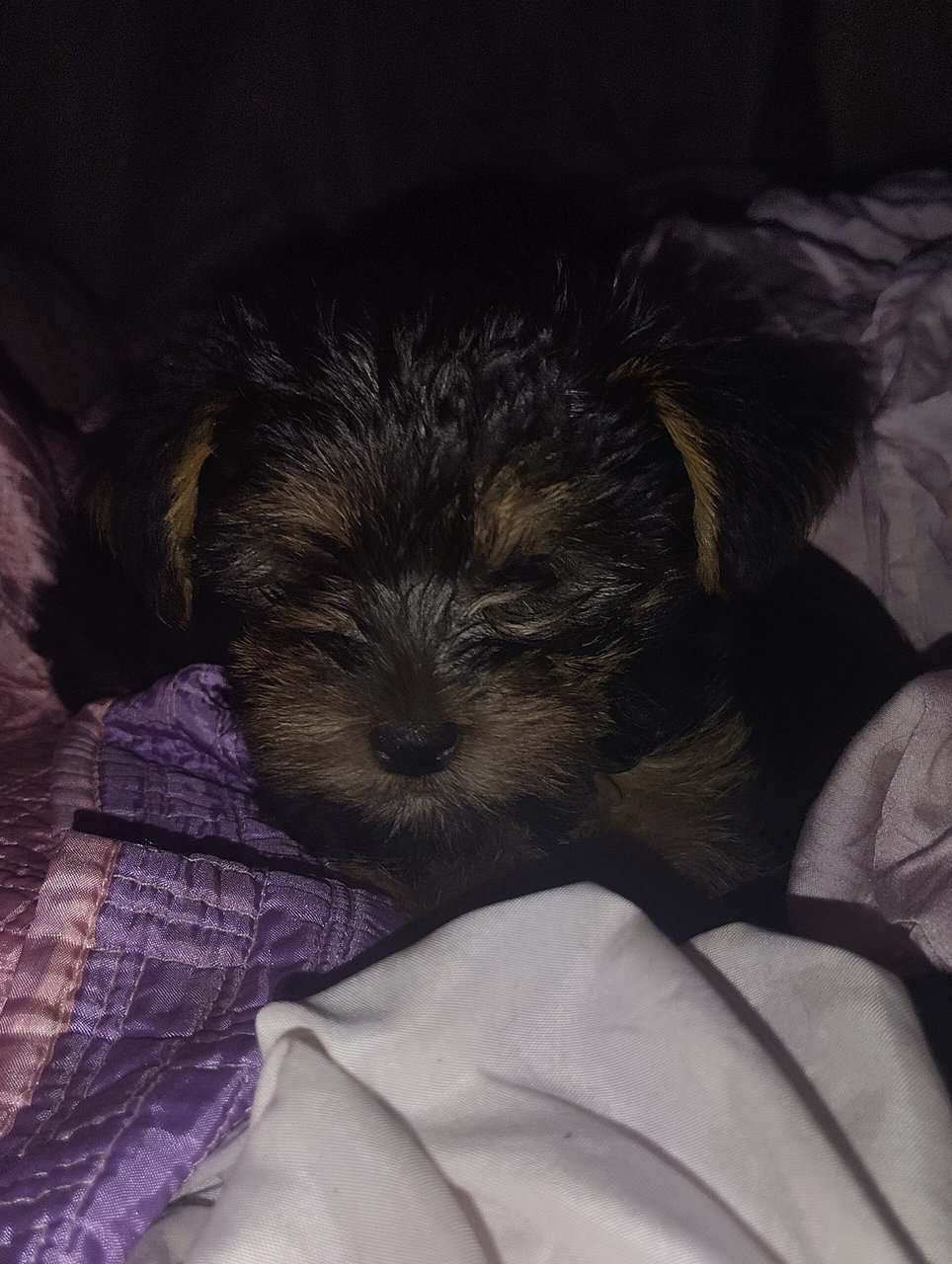Yorkshire puppies image 1